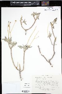 Encelia farinosa image