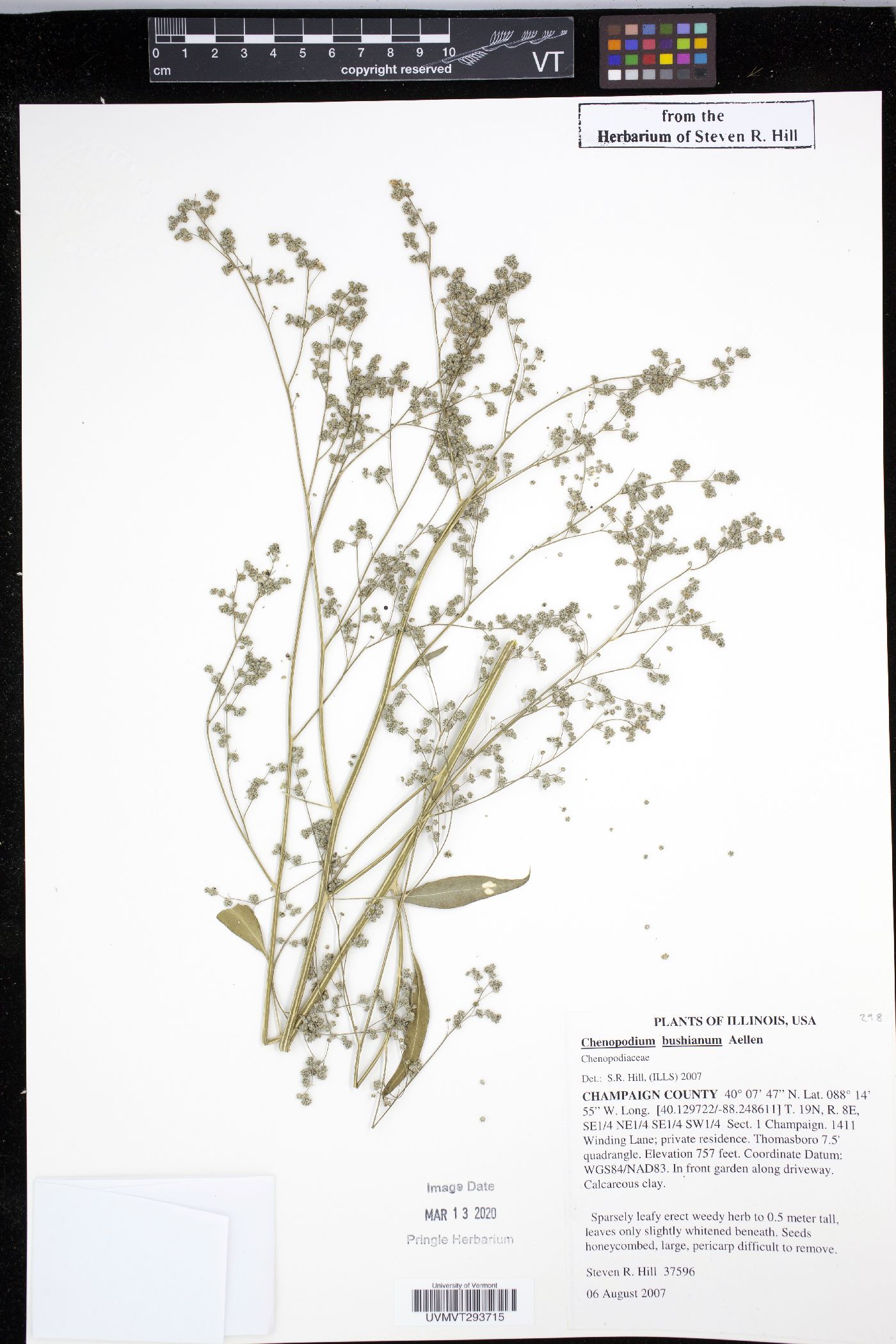 Chenopodium bushianum image