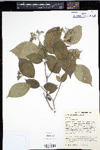 Cornus drummondii image