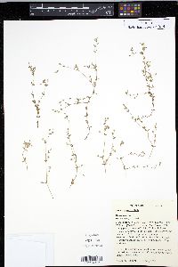 Arenaria serpyllifolia image