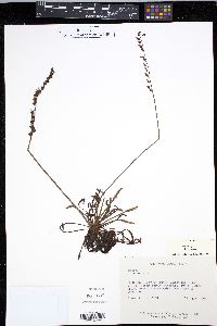 Drosera capensis image