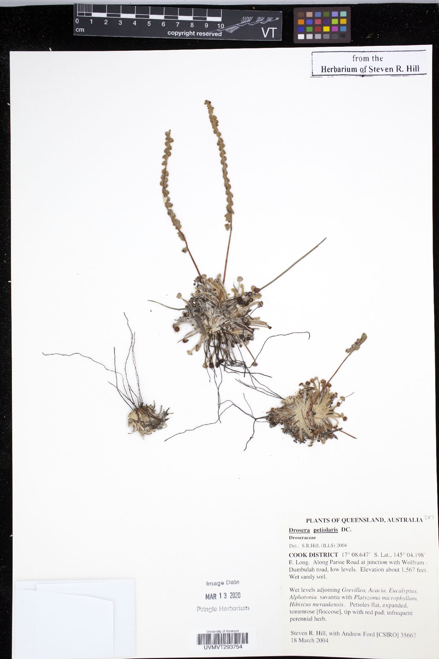 Drosera petiolaris image