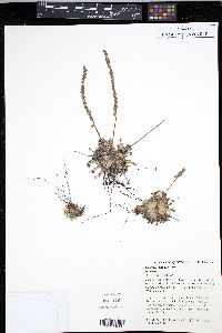 Drosera petiolaris image