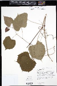 Vitis riparia image