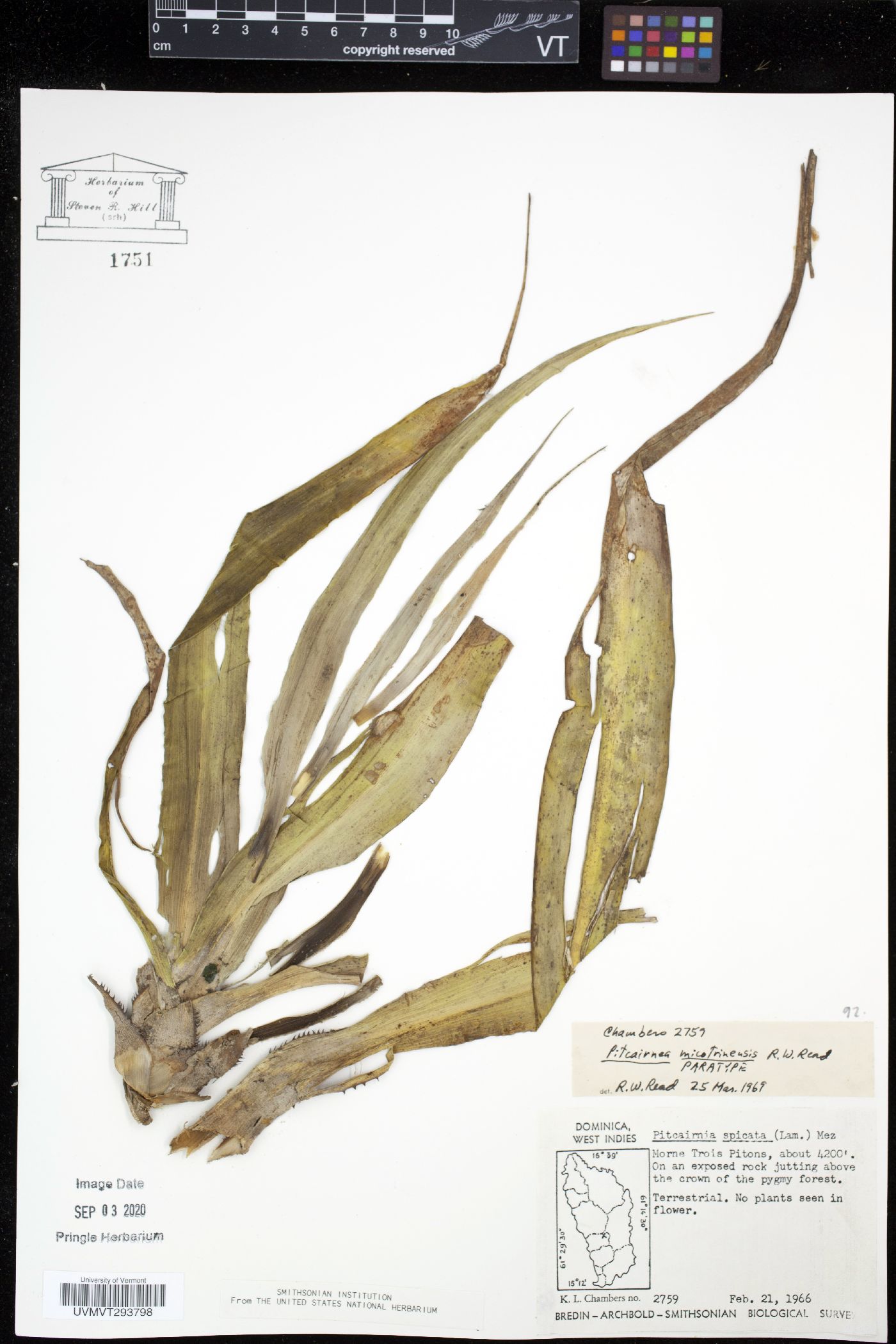Pitcairnia micotrinensis image