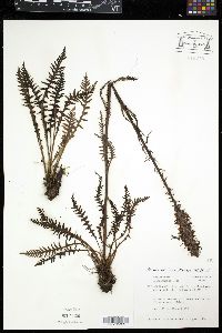 Pedicularis groenlandica image