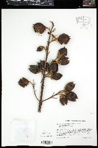 Paulownia tomentosa image