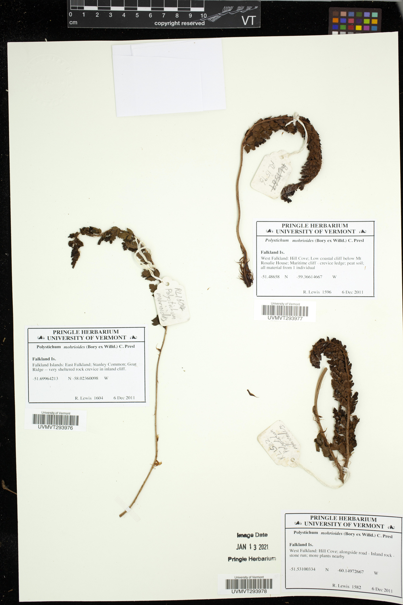 Polystichum mohrioides image
