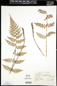 Polystichum neozelandicum subsp. neozelandicum image