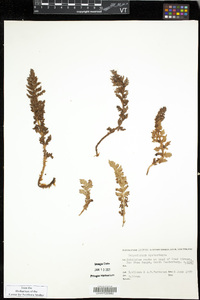 Polystichum cystostegia image