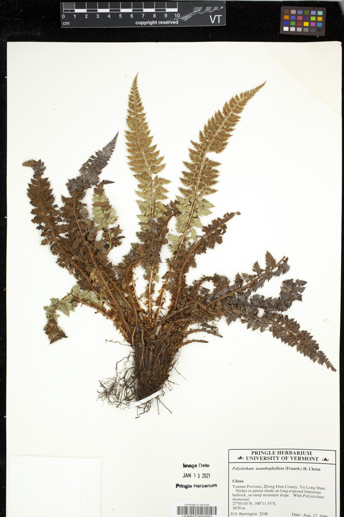 Polystichum acanthophyllum image