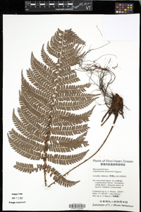 Polystichum mucronifolium image