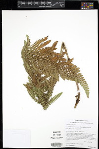 Polystichum talamancanum image