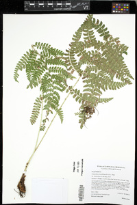 Polystichum platyphyllum image