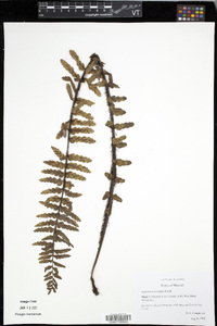 Asplenium horridum image