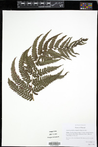 Deparia prolifera image