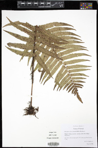 Dryopteris fuscoatra image