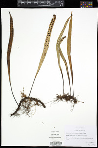 Lepisorus thunbergianus image