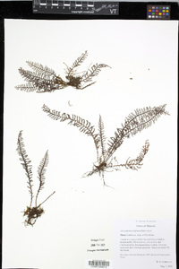 Adenophorus tripinnatifidus image