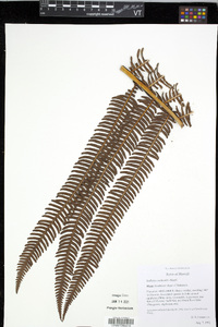 Sadleria cyatheoides image