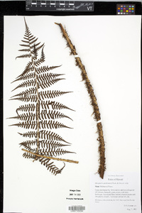 Dryopteris unidentata image