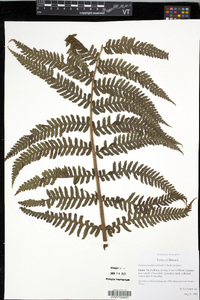 Deparia prolifera image