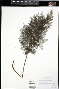 Callistopteris baldwinii image