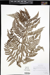 Dryopteris unidentata image
