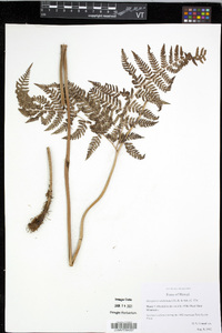 Dryopteris unidentata image