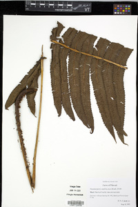Pneumatopteris sandwicensis image