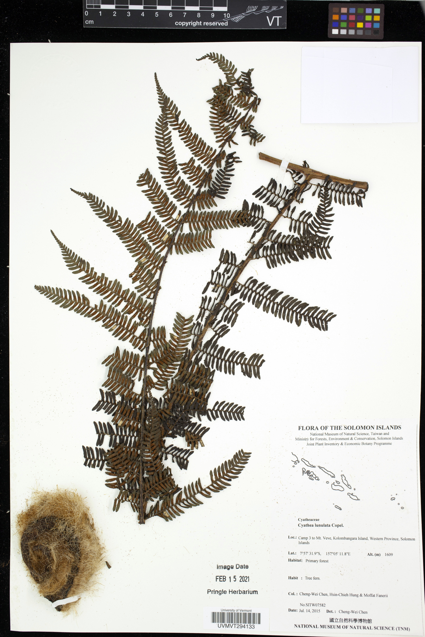 Cyathea lunulata image