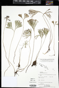 Schizaea dichotoma image