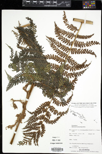 Dicksonia brackenridgei image