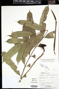Lomariopsis intermedia image