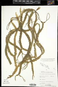 Phlegmariurus nummularifolius image