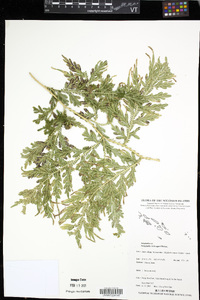 Selaginella rechingeri image