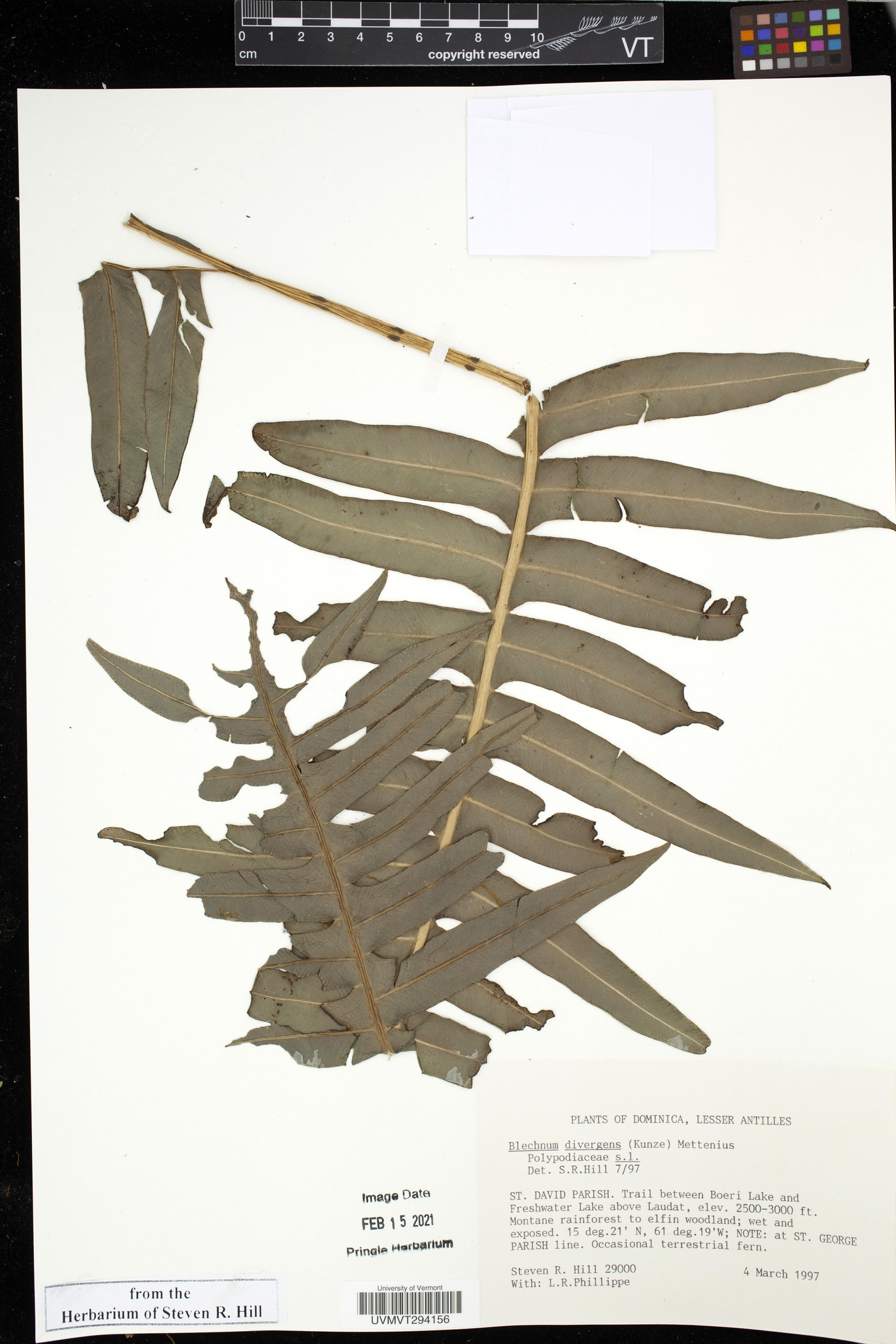 Blechnum divergens image