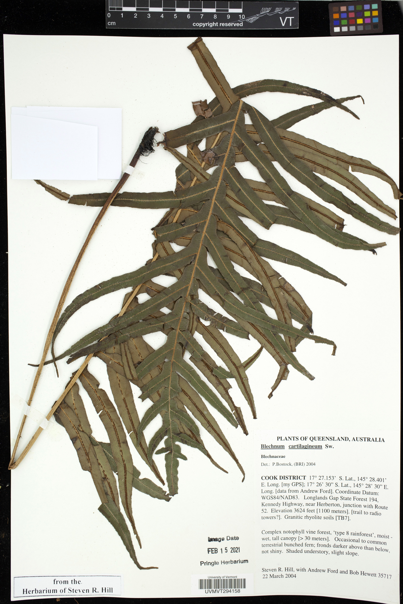 Blechnum cartilagineum image