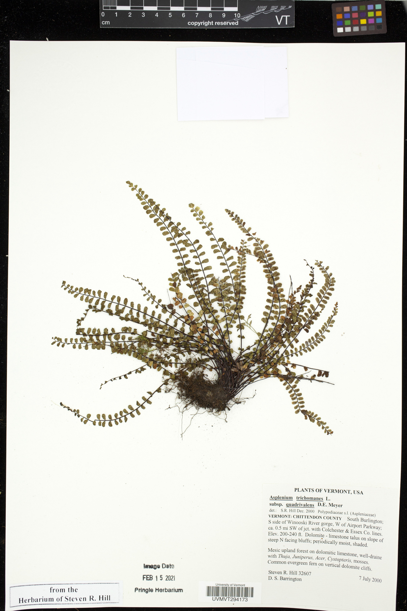 Asplenium trichomanes subsp. quadrivalens image