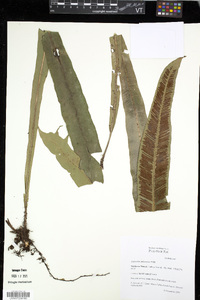 Asplenium amboinense image