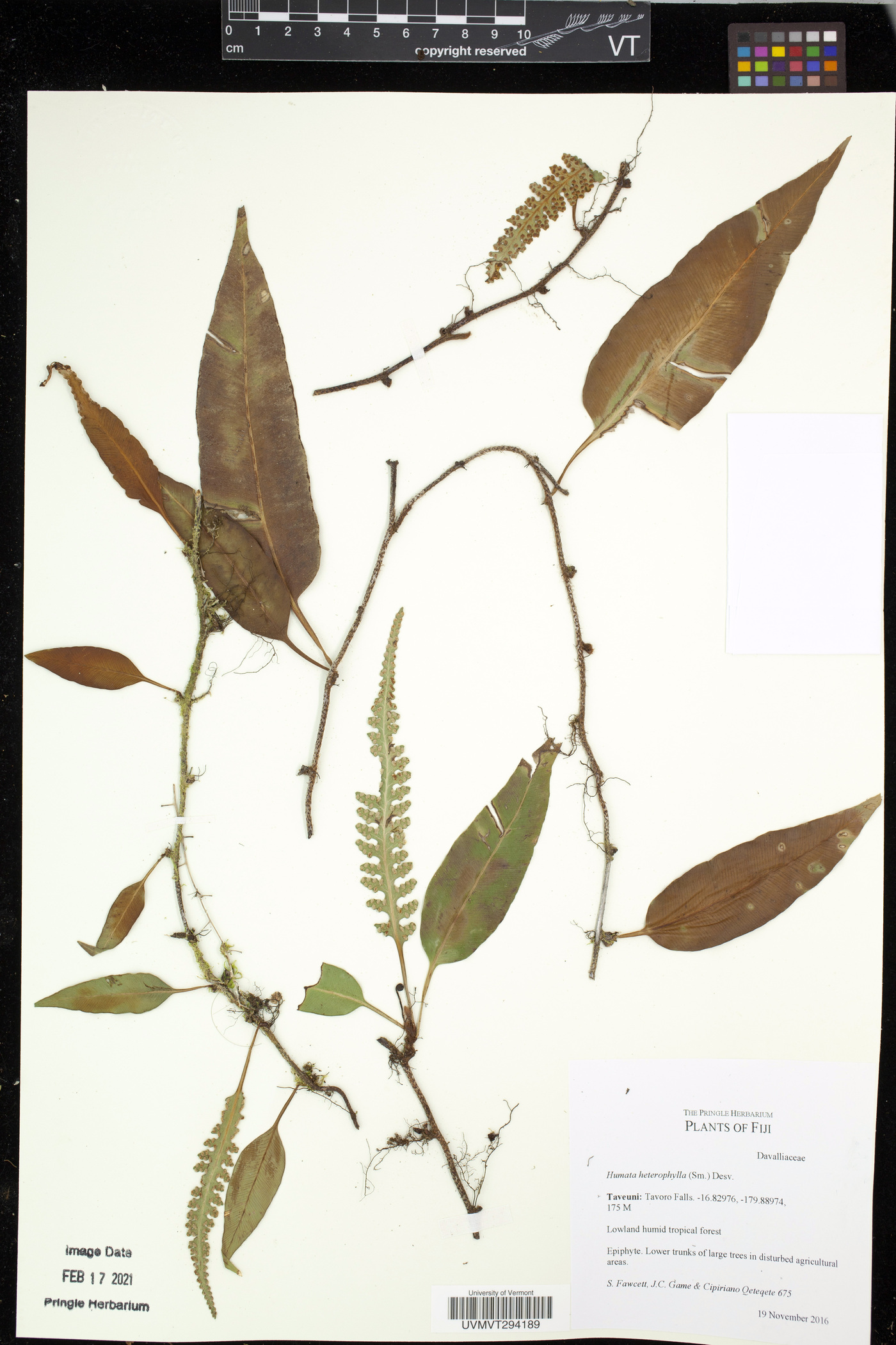 Humata heterophylla image