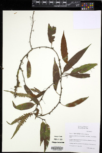 Humata heterophylla image