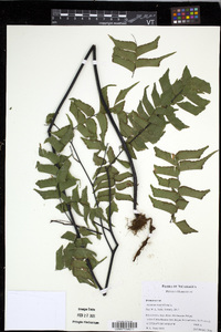 Adiantum trapeziforme image