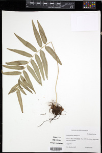 Polypodium adelphum image