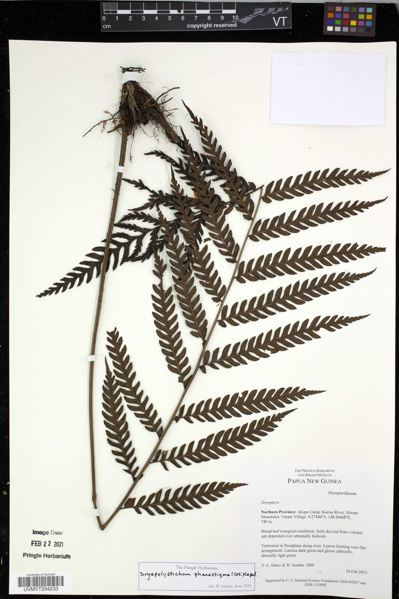 Dryopolystichum phaeostigma image