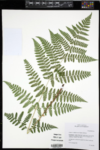 Dryopteris campyloptera image