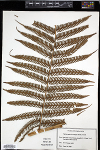 Cyathea poeppigii image