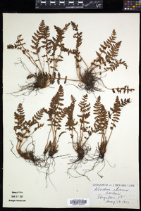 Woodsia ilvensis image