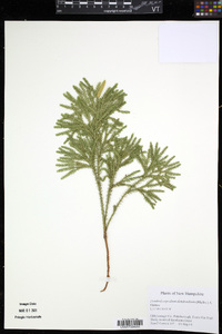 Dendrolycopodium dendroideum image