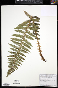 Polystichum braunii image